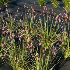 ALPINE Erodium x variabile 'Bishop's Form' 1L ALPINE Erodium x variabile 'Bishop's Form' 1L