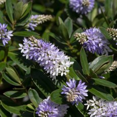 Hebe 'High Voltage'   3L Hebe 'High Voltage'   3L