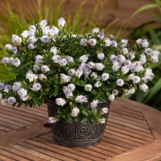 Hebe 'High Voltage'   3L Hebe 'High Voltage'   3L