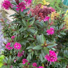 Hebe 'Pink Starburst'   3L Hebe 'Pink Starburst'   3L