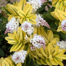 Hebe 'Verdi Creme'   3L