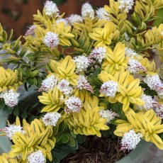 Hebe 'Verdi Creme'   3L