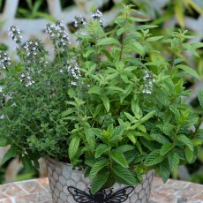 Herb Fusion 'Garden Cocktail Mix' 1.5L Herb Fusion 'Garden Cocktail Mix' 1.5L