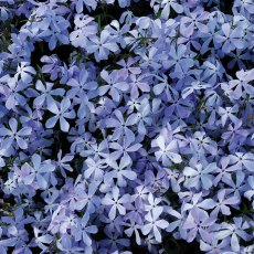 ALPINE Phlox divaricata 'Clouds of Perfume' 1L ALPINE Phlox divaricata 'Clouds of Perfume' 1L
