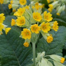 ALPINE Primula veris 'Cowslip Improved' 1L ALPINE Primula veris 'Cowslip Improved' 1L