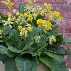 ALPINE Primula veris 'Cowslip Improved' 1L ALPINE Primula veris 'Cowslip Improved' 1L