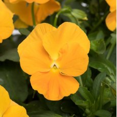 ALPINE Viola 'Halo Golden Yellow' 1L ALPINE Viola 'Halo Golden Yellow' 1L
