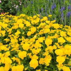 ALPINE Viola 'Halo Golden Yellow' 1L ALPINE Viola 'Halo Golden Yellow' 1L