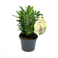 Euphorbia trigona bushy red   12cm Euphorbia trigona bushy red   12cm