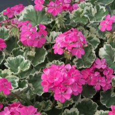 Geranium Zonal 'Madame Salleron'   1L