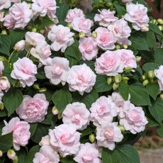 Impatiens 'Glimmer Appleblossom'   1L