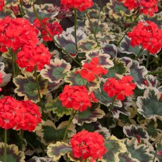 Pelargonium 'Mrs Pollock'   1L