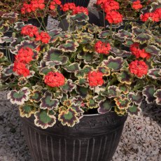 Pelargonium 'Mrs Pollock'   1L