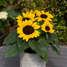 Sunflower 'Petisol'   1L