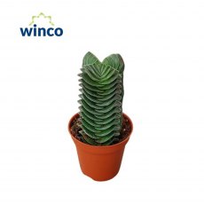 Crassula Buddha's Temple XL   5.5cm Crassula Buddha's Temple XL   5.5cm