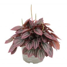 Peperomia caperata Cayenne   12cm Peperomia caperata Cayenne   12cm