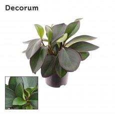 Peperomia clus Red Margin   14cm Peperomia clus Red Margin   14cm