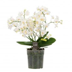 Phalaenopsis willd 3+ t   12cm