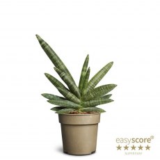 Sansevieria Boncellensis   11cm Sansevieria Boncellensis   11cm