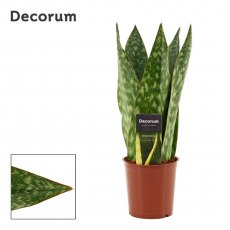 Sansevieria Jamaiquina Queen   12cm Sansevieria Jamaiquina Queen   12cm