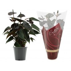 Anthurium andr Diamond Black Love   12cm Anthurium andr Diamond Black Love   12cm