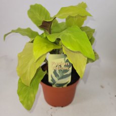 Calathea Lemon   10.5cm Calathea Lemon   10.5cm