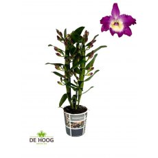 Dendrobium nob 'Bouquet Purple Rain' 2t   12cm Dendrobium nob 'Bouquet Purple Rain' 2t   12cm