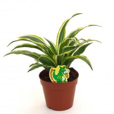 Dracaena Dragon frag comp. Surprise   12cm Dracaena Dragon frag comp. Surprise   12cm