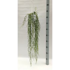 Hoya linearis   12cm