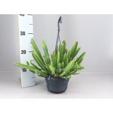 Hylocereus undatus hanging   14cm Hylocereus undatus hanging   14cm