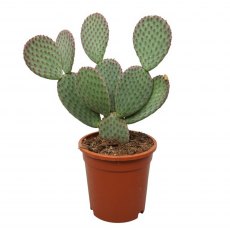 Opuntia macrocalyx    17cm Opuntia macrocalyx    17cm
