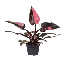 Philodendron Pink Princess Marble   12cm Philodendron Pink Princess Marble   12cm