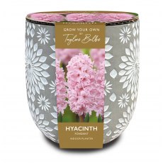 TAYLORS Engraved Stone Hyacinth Planter TAYLORS Engraved Stone Hyacinth Planter