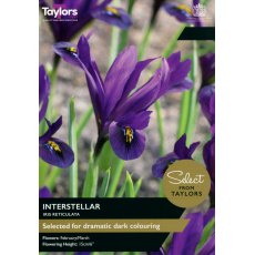 TAYLORS Iris Reticulata Interstellar TAYLORS Iris Reticulata Interstellar