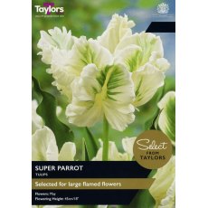 TAYLORS Tulip Super Parrot