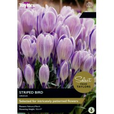 TAYLORS Crocus Striped Bird TAYLORS Crocus Striped Bird
