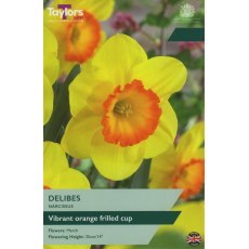 TAYLORS Narcissus Delibes TAYLORS Narcissus Delibes
