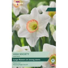 TAYLORS Narcissus High Society TAYLORS Narcissus High Society