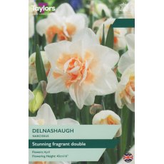 TAYLORS Narcissus Delnashaugh TAYLORS Narcissus Delnashaugh