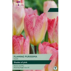 TAYLORS Tulip Flaming Purissima TAYLORS Tulip Flaming Purissima