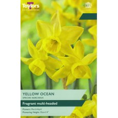 TAYLORS Narcissus Yellow Ocean TAYLORS Narcissus Yellow Ocean
