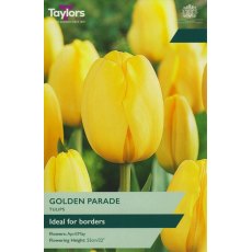 TAYLORS Tulip Golden Parade TAYLORS Tulip Golden Parade