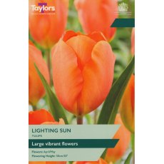 TAYLORS Tulip Lighting Sun