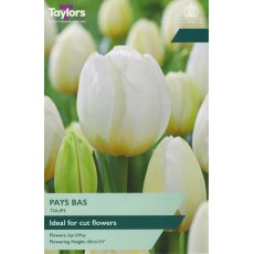 TAYLORS Tulip Pays Bas