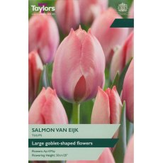 TAYLORS Tulip Salmon Van Eijk