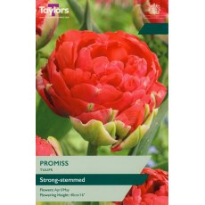 TAYLORS Tulip Promiss