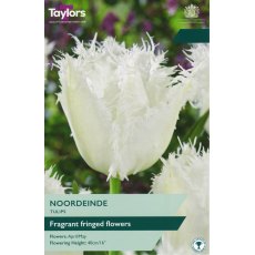 TAYLORS Tulip Noordeinde