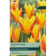 TAYLORS Tulip Giuseppe Verdi TAYLORS Tulip Giuseppe Verdi
