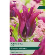 TAYLORS Tulip Purple Doll