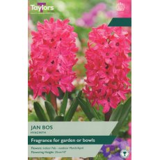 TAYLORS Hyacinth Jan Bos TAYLORS Hyacinth Jan Bos